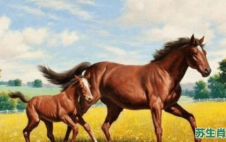 一点红是什么生肖？一点红打一准确动物