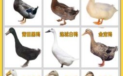 鸭子是什么生肖？鸭子打一准确生肖