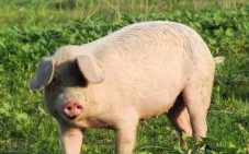 最大的生肖是什么动物？最大的动物是指哪一肖