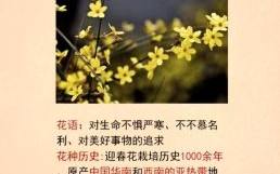 迎春花是什么生肖？迎春花不进屋的原因
