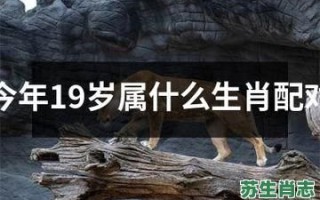 19是什么生肖？19岁正确生肖