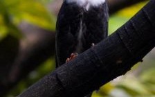 黑头黑脚是什么生肖？黑头卿相打一正确动物