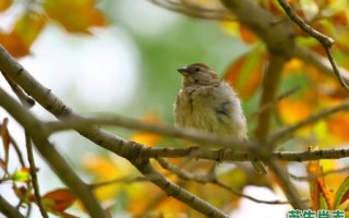 粗枝大叶是什么生肖？粗枝大叶打一准确动物