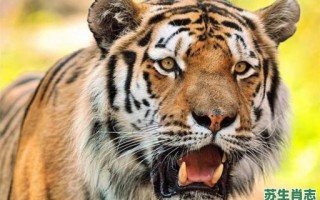 光明磊落真君子是什么生肖？光明磊落一般指什么人