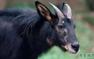 农历六月是什么生肖？四不像最正确一肖