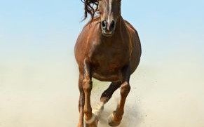 最快动物是什么生肖？跑得最快的生肖第一名