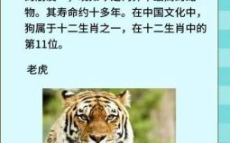 夜是什么生肖？神字打一正确生肖