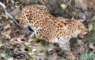 深山野兽是什么生肖？深山老林的动物是什么生肖