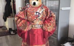 长袍是什么生肖？一身王袍的动物是什么