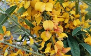 花生肖是什么？十二生肖中谁是花肖