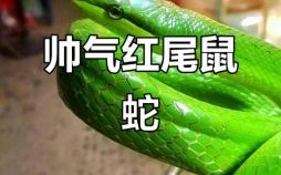 红尾巴是什么生肖？红尾巴打一最佳动物