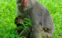 自长吟是什么生肖？自长呤是什么动物