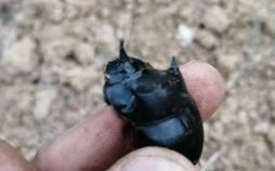 屎壳郎是什么生肖？屎壳郎猜一准确生肖