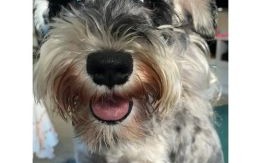 胡子上挂霜是什么生肖？看胡子子最长正确动物