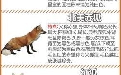 狐狸是什么生肖？狐狸打一最准确动物