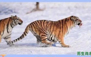 春风满面是什么生肖？春风代表什么动物