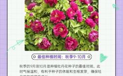 牡丹花指的是什么生肖？牡丹最佳答案一肖