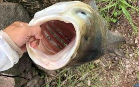 伏天的烂鱼是什么生肖？三伏天是什么生肖