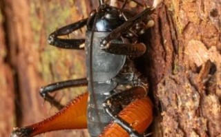 螽是什么生肖？之字是什么生肖