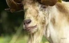 弯弯曲曲的动物是什么生肖？弯弯曲曲的动物有哪些