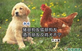 狐朋狗友是什么生肖？狐朋狗友打一正确动物