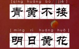 青黄不接是什么生肖？青黄不接下一句是什么