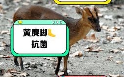 黄毛丫头是什么生肖？黄毛丫头是指哪里的毛