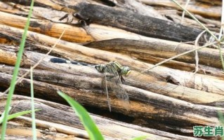 蜻蜓贴水是什么生肖？蜻蜓贴水打一最佳生肖