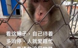 被骚扰不能安宁的生肖是什么生肖？出个毛猴不安宁是什么生肖