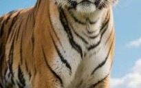 最最忙的动物是什么生肖？最最忙的动物找一肖