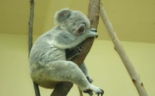 懒惰的生肖是什么？懒惰的动物生肖