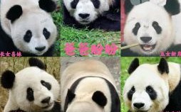 大熊猫是什么生肖呢？12生肖大熊猫的亲家是谁