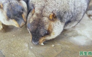 地鼠是什么生肖？地动山摇什么生肖