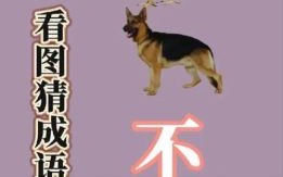 恬不知耻是什么生肖？恬不知耻打一最佳动物