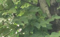 桐是什么生肖？梧桐指什么动物