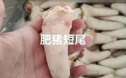 肥头猪尾是什么生肖？猪头鼠尾是什么动物