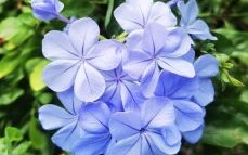 蓝花是什么生肖？蓝花打一最佳生肖