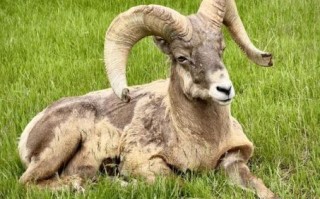 小山座座是什么生肖？山中生肖打一正确生肖是