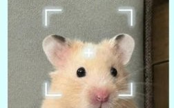 末时是什么生肖？已字代表什么动物