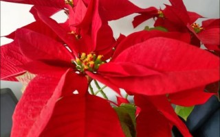 红花吐艳是什么生肖？红花吐艳打一准确生肖