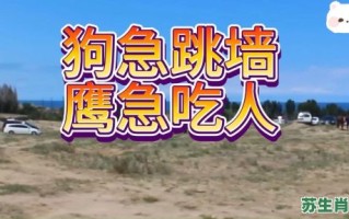 狗急跳墙是什么生肖？狗急跳墙打一准确动物