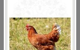 奴才模样是什么生肖？奴才模样正确答案一肖