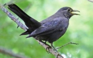 乌鸦是什么生肖？乌鸦最正确的一肖