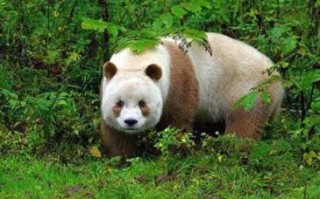 卧虎藏龙是什么生肖？卧虎藏龙打一准确生肖