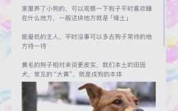 燥土势无是什么生肖？燥土势无打一动物