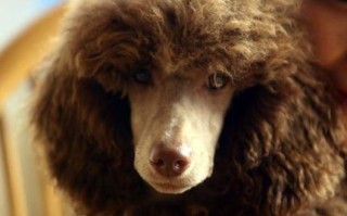 一生卷毛是什么生肖呢？卷毛的动物是什么生肖