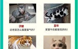 没有脚的生肖是什么？十二生肖哪个脚先出来