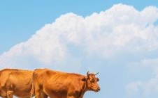 青草绿叶是什么生肖？青草的动物是什么生肖