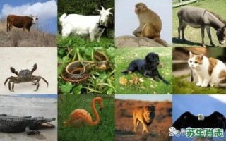 比字猜一生肖是什么？比代表什么动物?