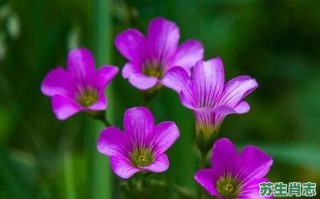 苔花是什么生肖？花代表十二生肖的哪个动物